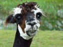 llama face